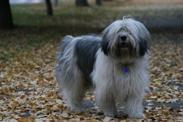 Polish Lowland Sheepdog Dogs Breed - Information, Temperament, Size & Price | Pets4Homes