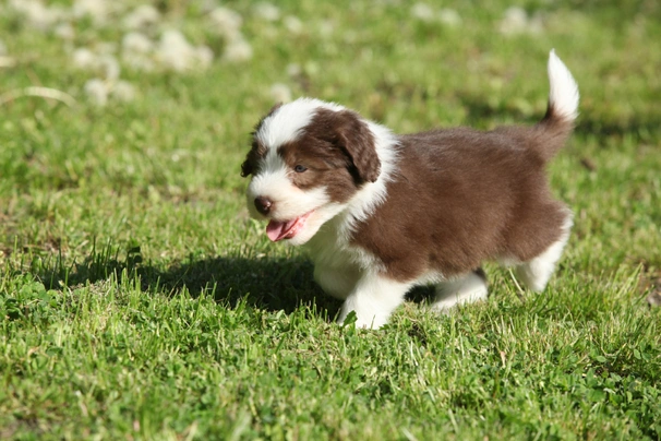 Bearded Collie Dogs Raza - Características, Fotos & Precio | MundoAnimalia