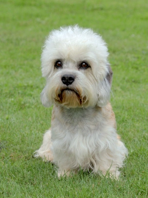 Dandie Dinmont Terrier Dogs Breed - Information, Temperament, Size & Price | Pets4Homes