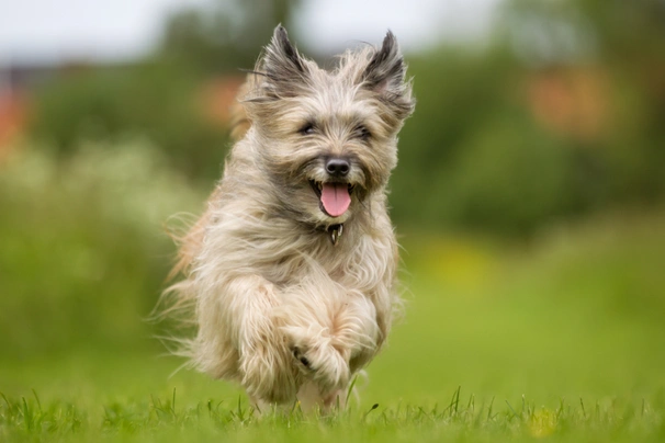 Pyreneese Herdershond Dogs Ras: Karakter, Levensduur & Prijs | Puppyplaats