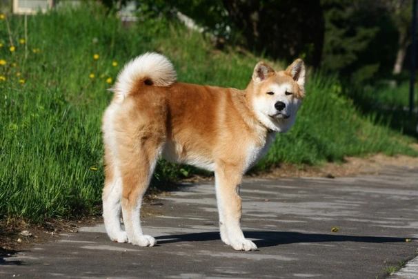 Akita Dogs Ras: Karakter, Levensduur & Prijs | Puppyplaats