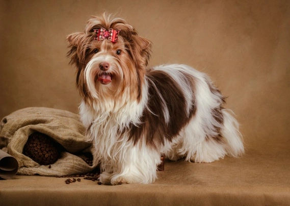 Biewer Terrier Dogs Breed - Information, Temperament, Size & Price | Pets4Homes