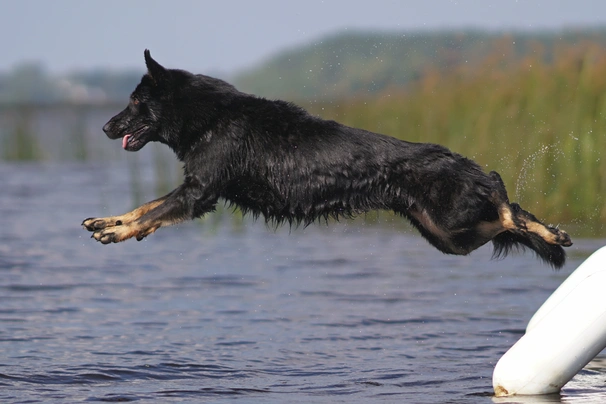 Duitse Herder Dogs Ras: Karakter, Levensduur & Prijs | Puppyplaats