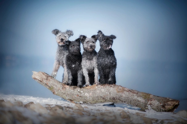 Hungarian Pumi Dogs Breed - Information, Temperament, Size & Price | Pets4Homes