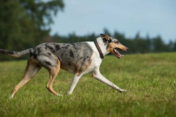 Schotse Herdershond korthaar Dogs Ras: Karakter, Levensduur & Prijs | Puppyplaats