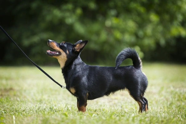 Lancashire Heeler Dogs Breed - Information, Temperament, Size & Price | Pets4Homes