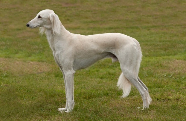 Saluki Dogs Breed - Information, Temperament, Size & Price | Pets4Homes