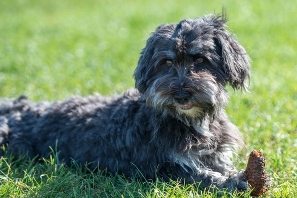 Affenpinscher Dogs Ras: Karakter, Levensduur & Prijs | Puppyplaats