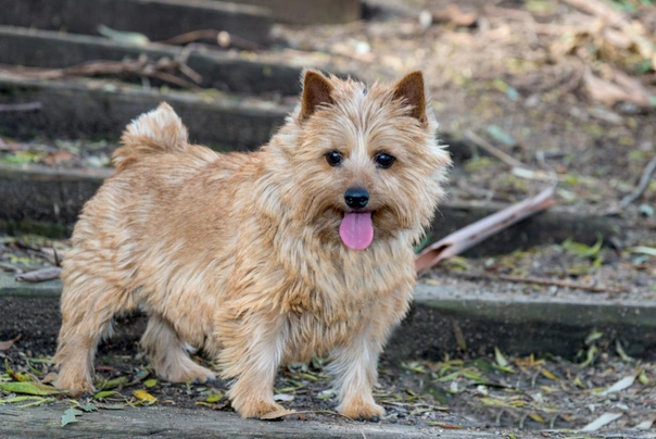 Norwich Terrier Dogs Breed - Information, Temperament, Size & Price | Pets4Homes