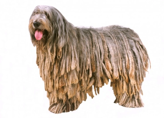 Bergamasco Dogs Breed - Information, Temperament, Size & Price | Pets4Homes