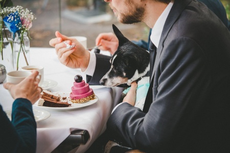 A man wearing a suit (with a dog on his lap) eating a pink raw cake