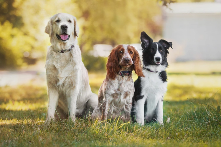 ¿Cuál es la raza de perro adecuada para mí? Elige con sabiduría