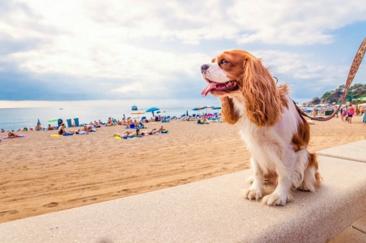 How to Travel with Your Dog: Essential Tips for a Smooth Trip