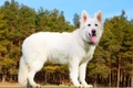 White Swiss Shepherd Dogs Breed - Information, Temperament, Size & Price | Pets4Homes