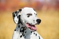 Dalmatian Dogs Breed - Information, Temperament, Size & Price | Pets4Homes