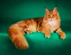 Maine Coon Cats Breed - Information, Temperament, Size & Price | Pets4Homes