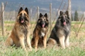 Tervuerense Herder Dogs Ras: Karakter, Levensduur & Prijs | Puppyplaats