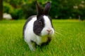 Dutch Rabbits Breed - Information, Temperament, Size & Price | Pets4Homes