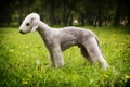 Bedlington Terrier Dogs Breed - Information, Temperament, Size & Price | Pets4Homes