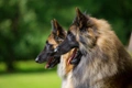 Tervuerense Herder Dogs Ras: Karakter, Levensduur & Prijs | Puppyplaats