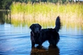 Flat coated Retriever Dogs Breed - Information, Temperament, Size & Price | Pets4Homes