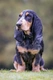 Basset Bleu de Gascogne Dogs Ras: Karakter, Levensduur & Prijs | Puppyplaats