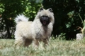 Keeshond Dogs Breed - Information, Temperament, Size & Price | Pets4Homes