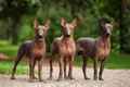 Mexican Hairless Dogs Breed - Information, Temperament, Size & Price | Pets4Homes