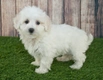 Maltipoo Dogs Ras: Karakter, Levensduur & Prijs | Puppyplaats