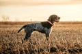 German Wirehaired Pointer Dogs Breed - Information, Temperament, Size & Price | Pets4Homes