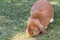 Cashmere Lop Rabbits Breed - Information, Temperament, Size & Price | Pets4Homes