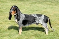 Basset Bleu de Gascogne Dogs Ras: Karakter, Levensduur & Prijs | Puppyplaats