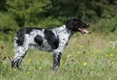 Epagneul Breton Dogs Ras: Karakter, Levensduur & Prijs | Puppyplaats