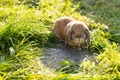 German Lop Rabbits Breed - Information, Temperament, Size & Price | Pets4Homes