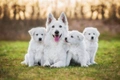 White Swiss Shepherd Dogs Breed - Information, Temperament, Size & Price | Pets4Homes