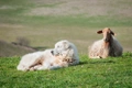 Maremma Sheepdog Dogs Breed - Information, Temperament, Size & Price | Pets4Homes