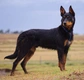 Australian Kelpie Dogs Breed - Information, Temperament, Size & Price | Pets4Homes