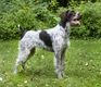 German Wirehaired Pointer Dogs Breed - Information, Temperament, Size & Price | Pets4Homes