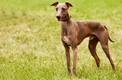 Italian Greyhound Dogs Breed - Information, Temperament, Size & Price | Pets4Homes