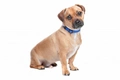 Jug Dogs Breed - Information, Temperament, Size & Price | Pets4Homes