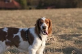 Welsh Springer Spaniel Dogs Ras: Karakter, Levensduur & Prijs | Puppyplaats