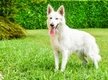 White Swiss Shepherd Dogs Breed - Information, Temperament, Size & Price | Pets4Homes