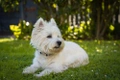 West Highland White Terriër Dogs Ras: Karakter, Levensduur & Prijs | Puppyplaats