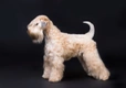 Soft Coated Wheaten Terrier Dogs Breed - Information, Temperament, Size & Price | Pets4Homes