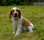 Welsh Springer Spaniel Dogs Ras: Karakter, Levensduur & Prijs | Puppyplaats