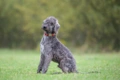 Bedlington Terrier Dogs Breed - Information, Temperament, Size & Price | Pets4Homes