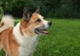 Ijslandse Hond Dogs Ras: Karakter, Levensduur & Prijs | Puppyplaats