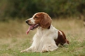 Welsh Springer Spaniel Dogs Ras: Karakter, Levensduur & Prijs | Puppyplaats