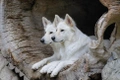 White Swiss Shepherd Dogs Breed - Information, Temperament, Size & Price | Pets4Homes