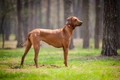 Rhodesian Ridgeback Dogs Breed - Information, Temperament, Size & Price | Pets4Homes